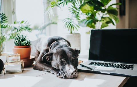 Best work from home options in india
