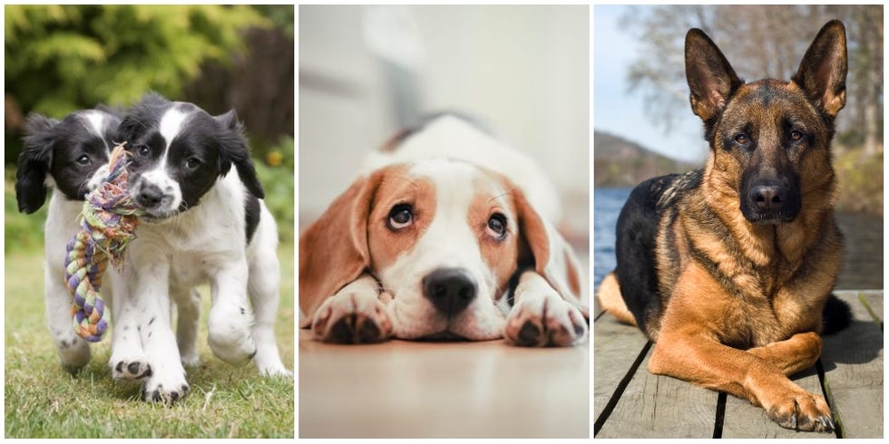 Dog Breeds Likely To Make Owners Luckier In Love