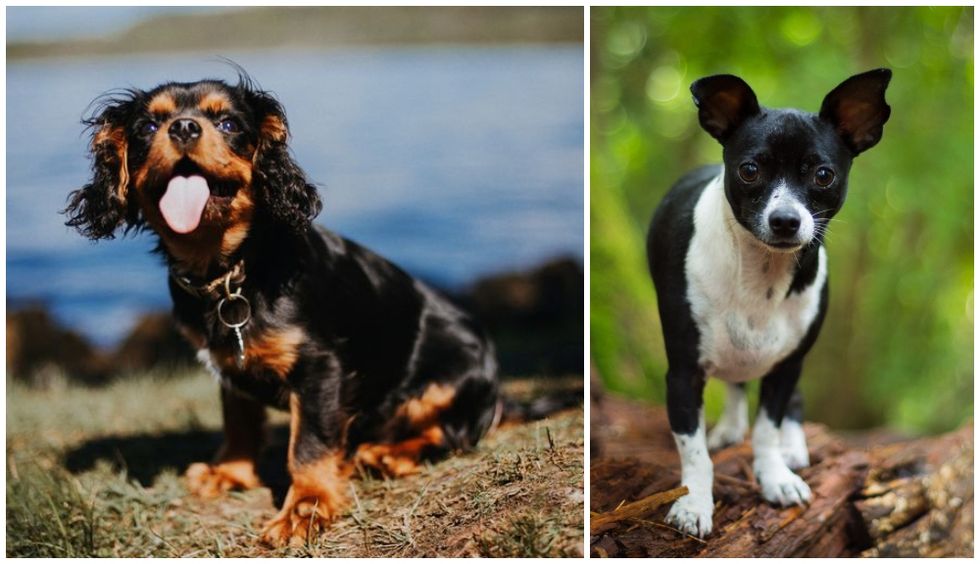 The best dog breeds for the elderly, according to The Kennel Club