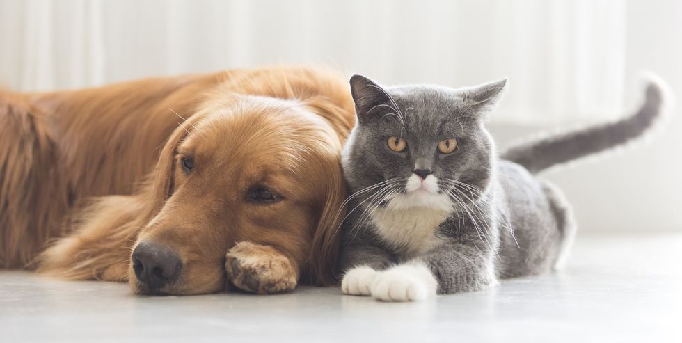 dog with friend cat