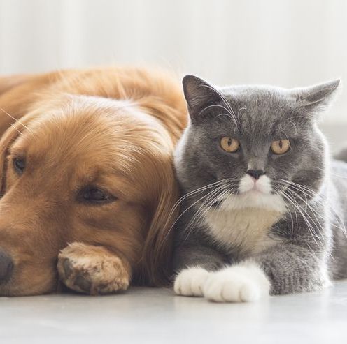 食べ物や生活用品も 犬や猫が中毒事故に陥りやすい危険物10
