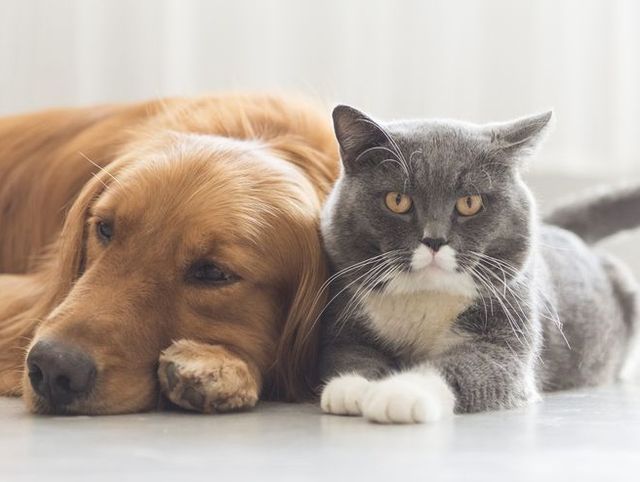 What Is Toxic to Dogs and Cats? The 10 Most Common Causes of Pet Poisonings