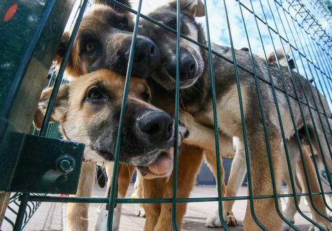 Yuna animal shelter in Moscow Region, Russia