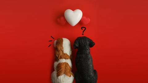 dogs by heart shapes on red background