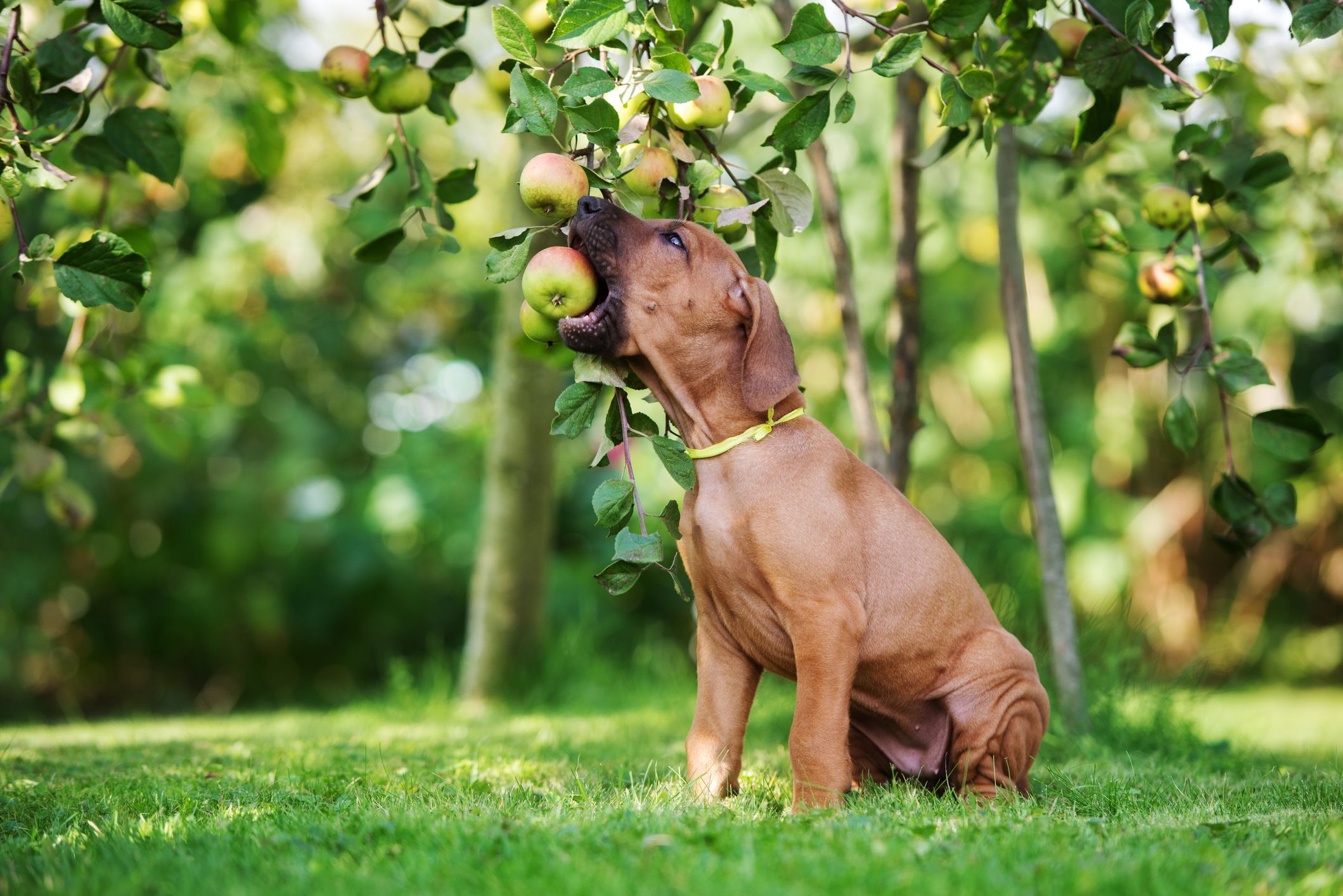 apple is good for dog