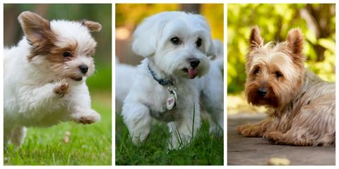 Dog breeds for small flats