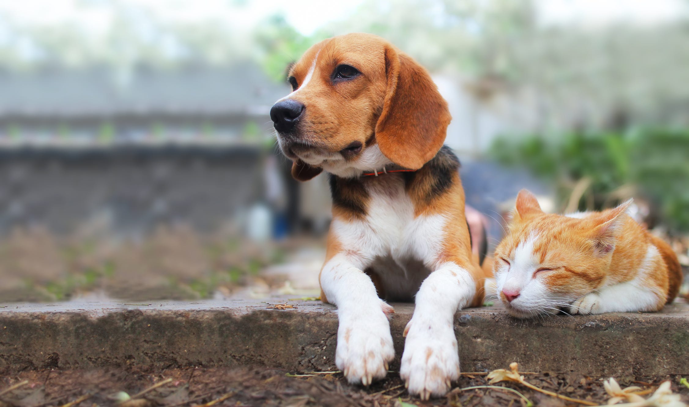 which dog breeds are good with cats