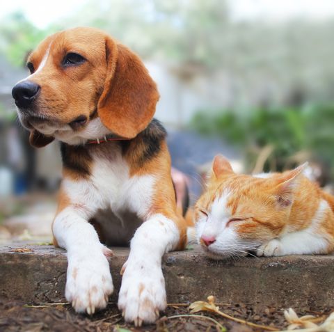Beagle dog and brown cat lying together on the footpath.