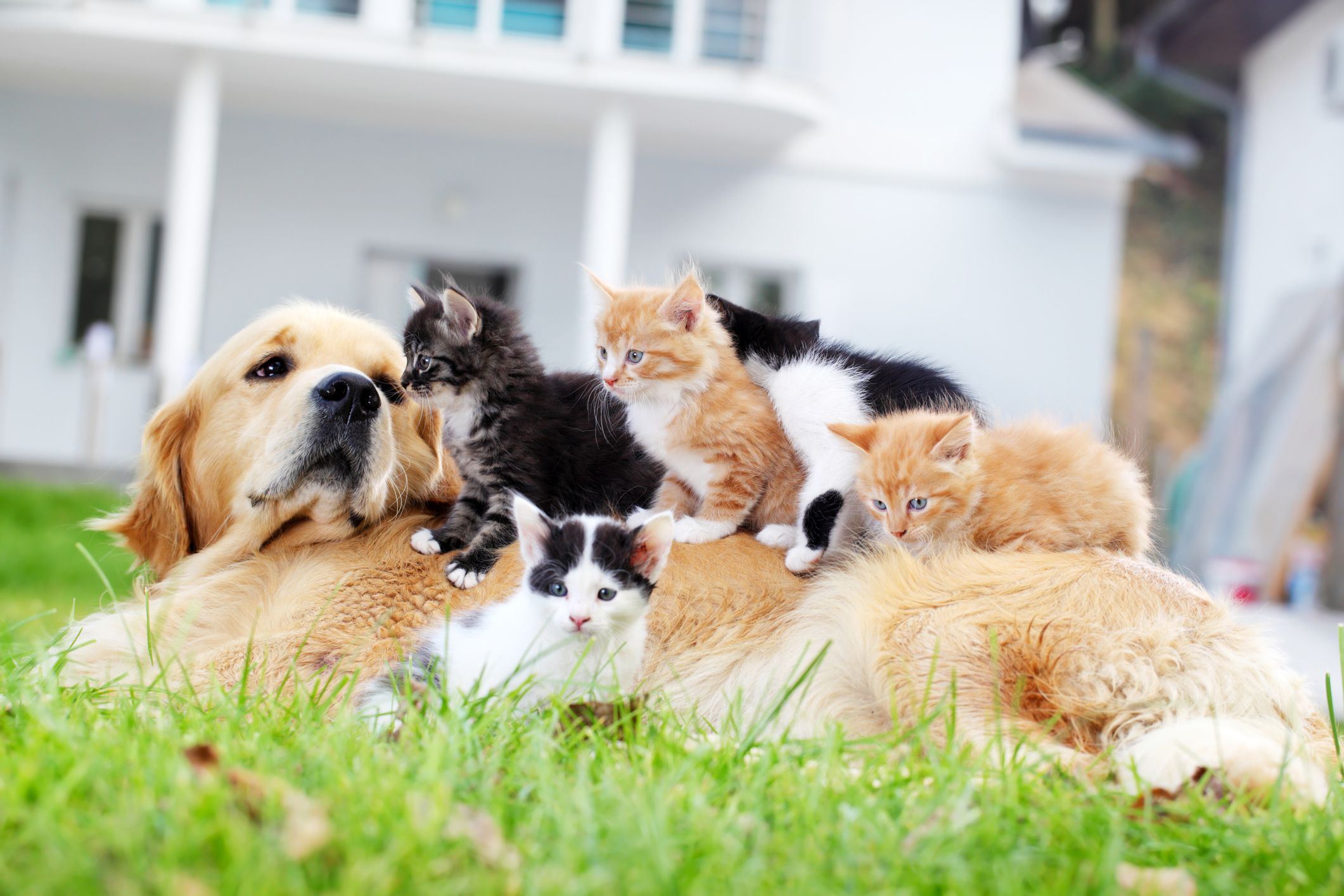 cat breeds friendly with dogs