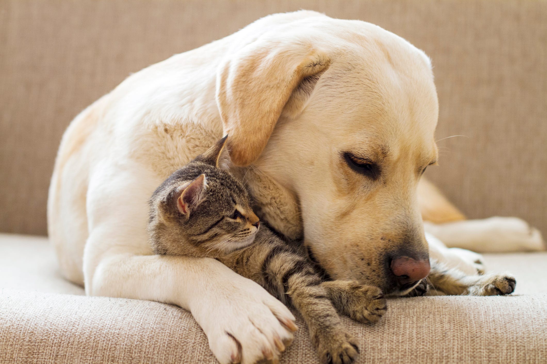 which dog breeds are good with cats