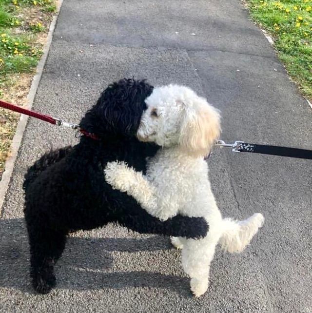 dogs hugging on a walk