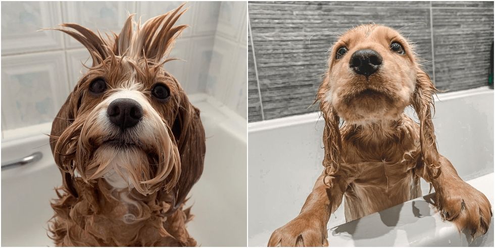 dogs bathtub