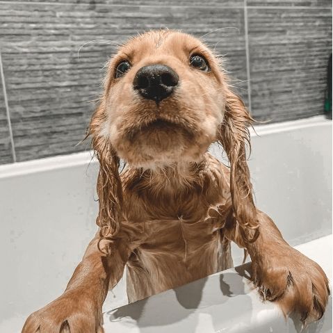 12 adorable images of dogs in baths