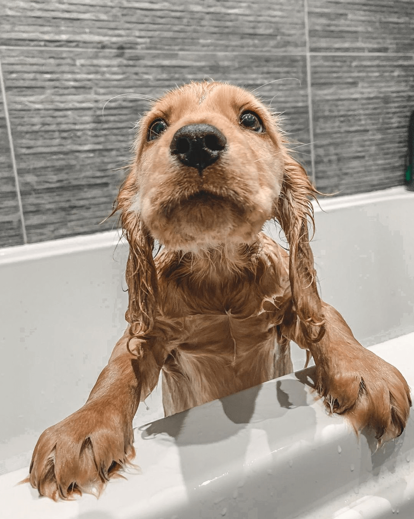 do dogs need to be bathed