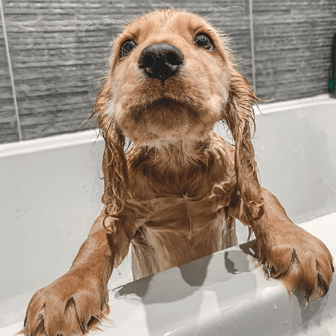 dogs in baths   fun images