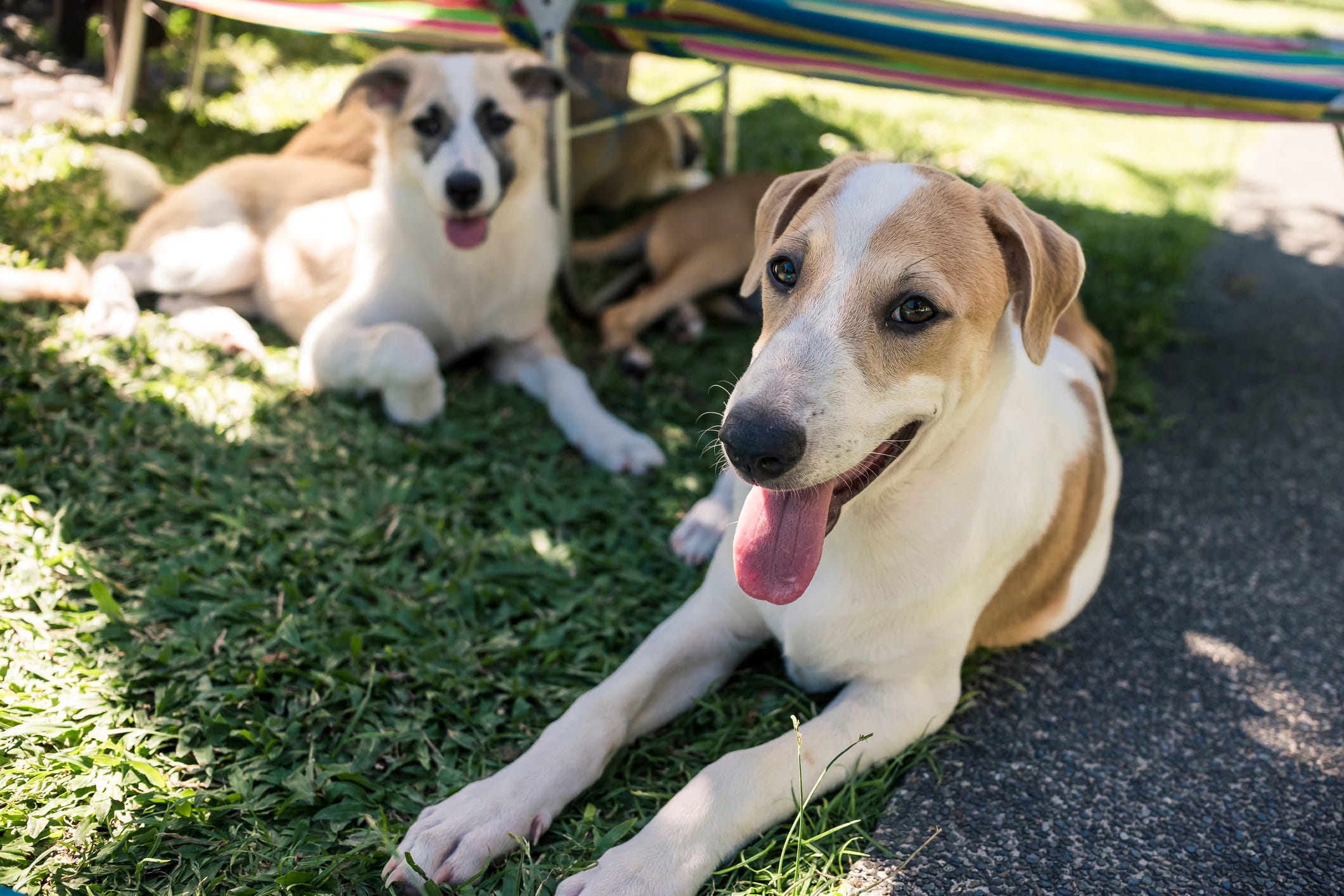 how to make a cooling bandana for dogs