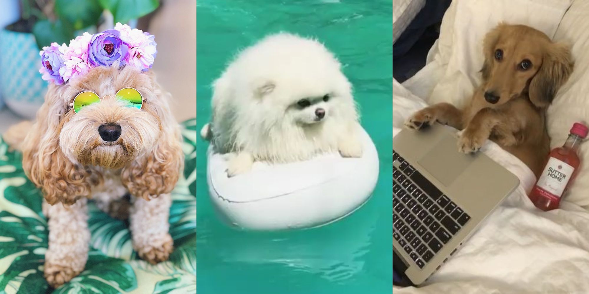 人間以上に人間らしい!?愛おしすぎる犬15選