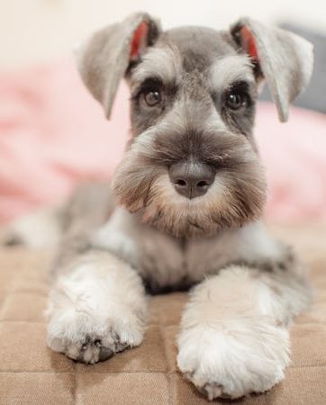 schnauzer miniatura