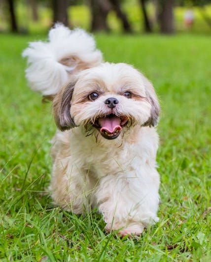 shih tzu