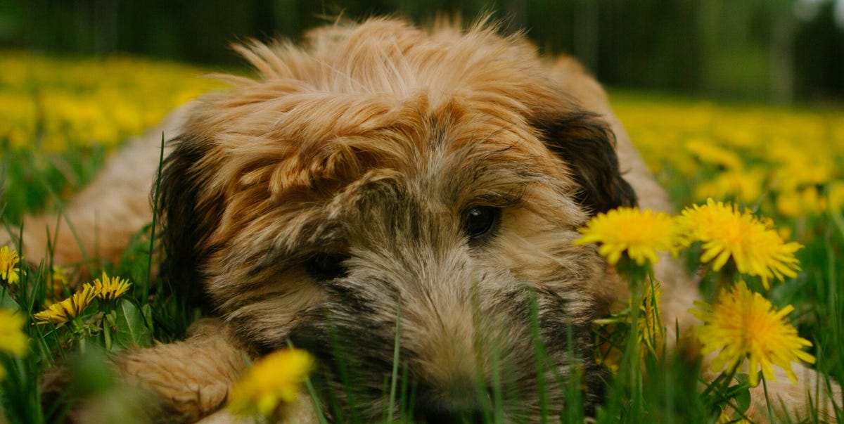 28 Dogs That Don't Shed — Hypoallergenic Dog Breeds