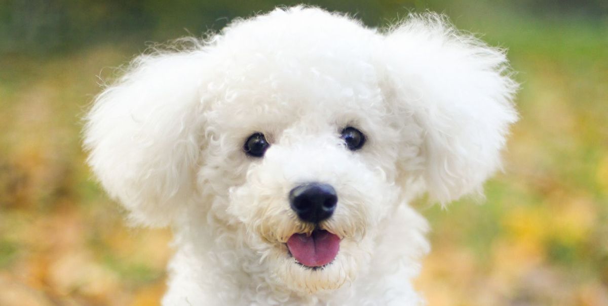 25 Dogs That Don't Shed - Best Hypoallergenic Dog Breeds