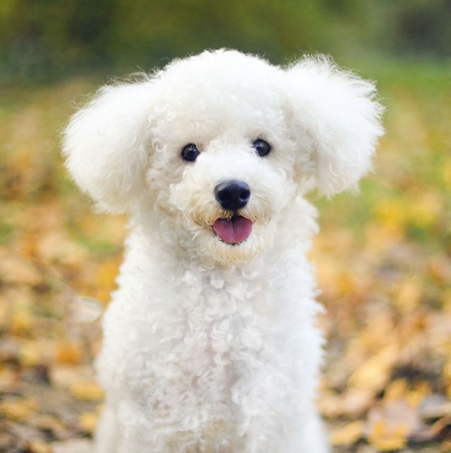 25 Dogs That Don't Shed - Best Hypoallergenic Dog Breeds