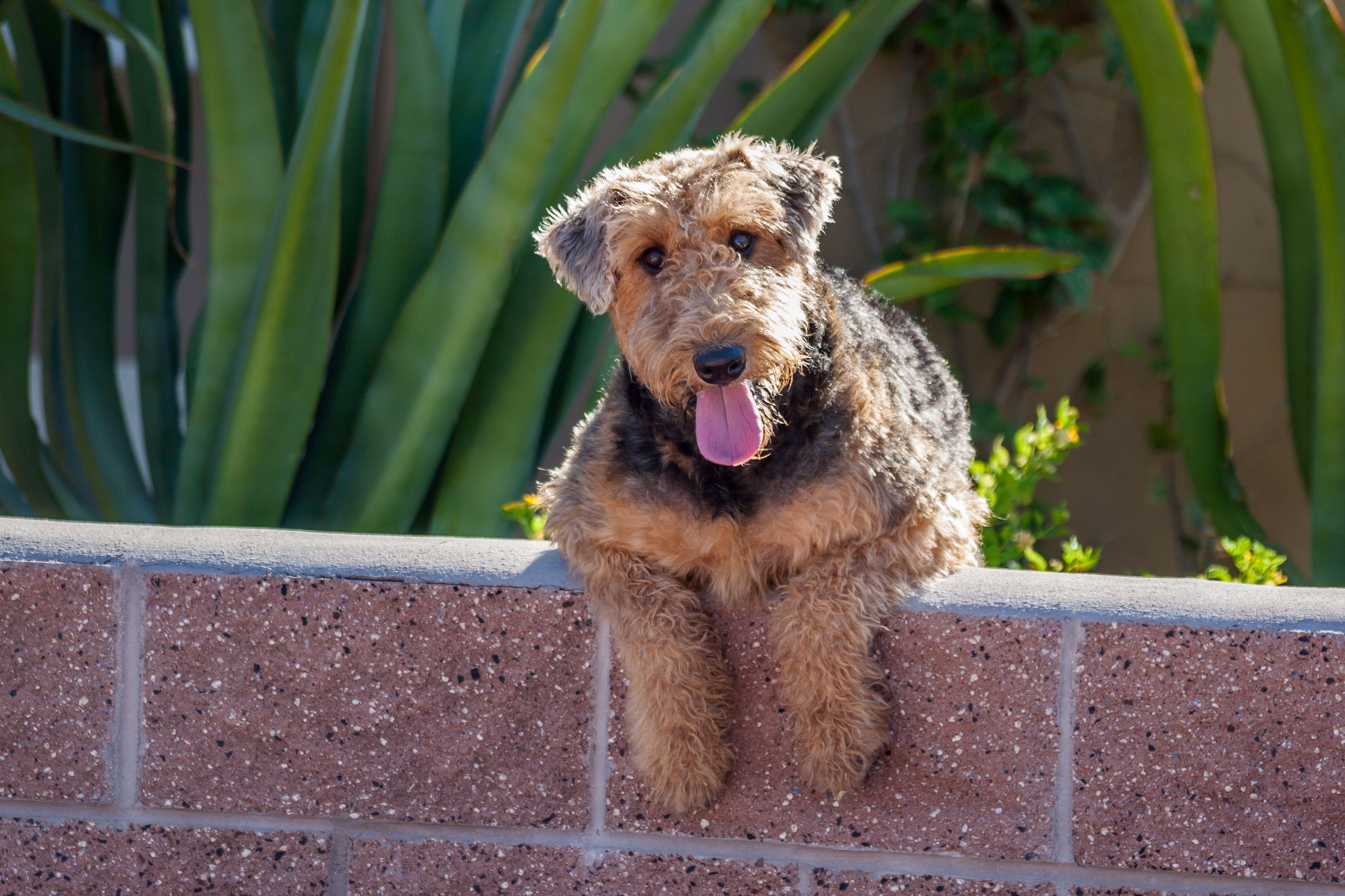 23 Medium Sized Dogs That Dont Shed L2sanpiero   Dogs That Dont Shed Airedale 1561041631 