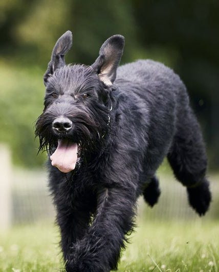 schnauzer gigante