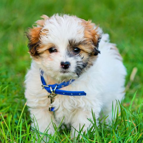 20 Dogs That Don't Shed - Hypoallergenic Dog Breeds