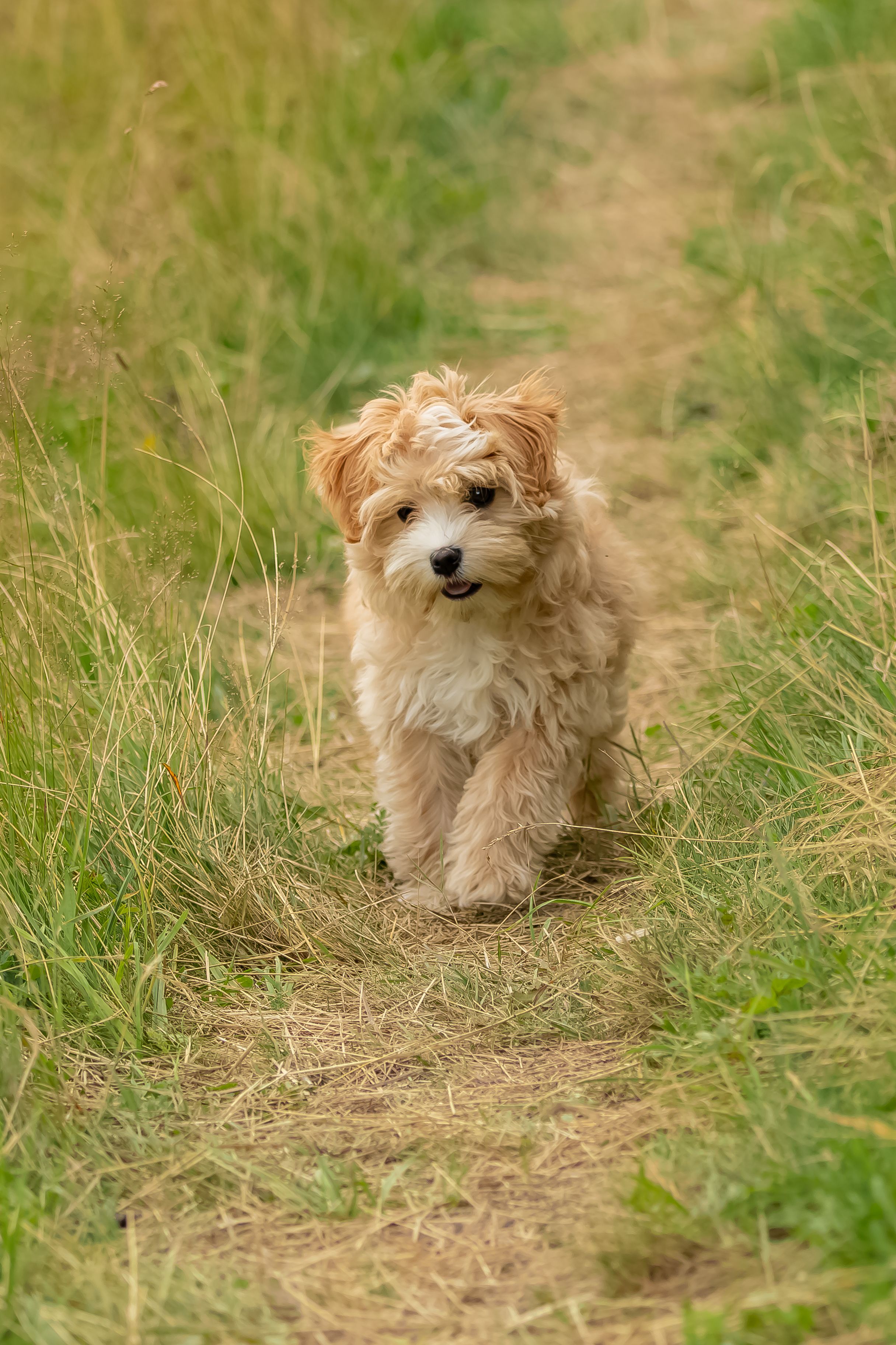 asda harringtons puppy food