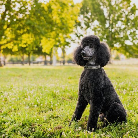 20 Dogs That Don't Shed - Hypoallergenic Dog Breeds