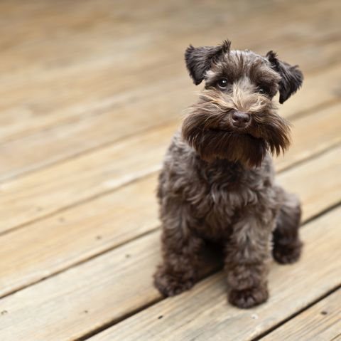 15 Dogs That Don T Shed Hypoallergenic Dog Breeds