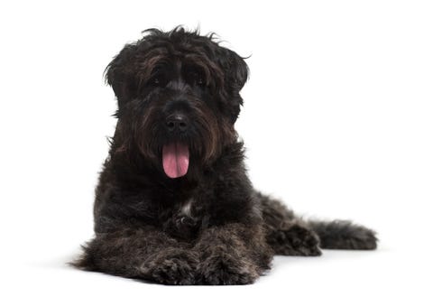 dogs that look like bears - bouvier des flandres