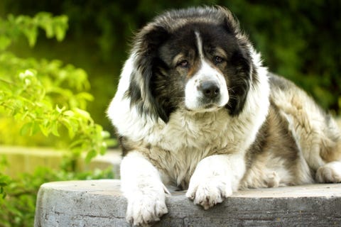 dogs that look like bears - caucasian shepherd