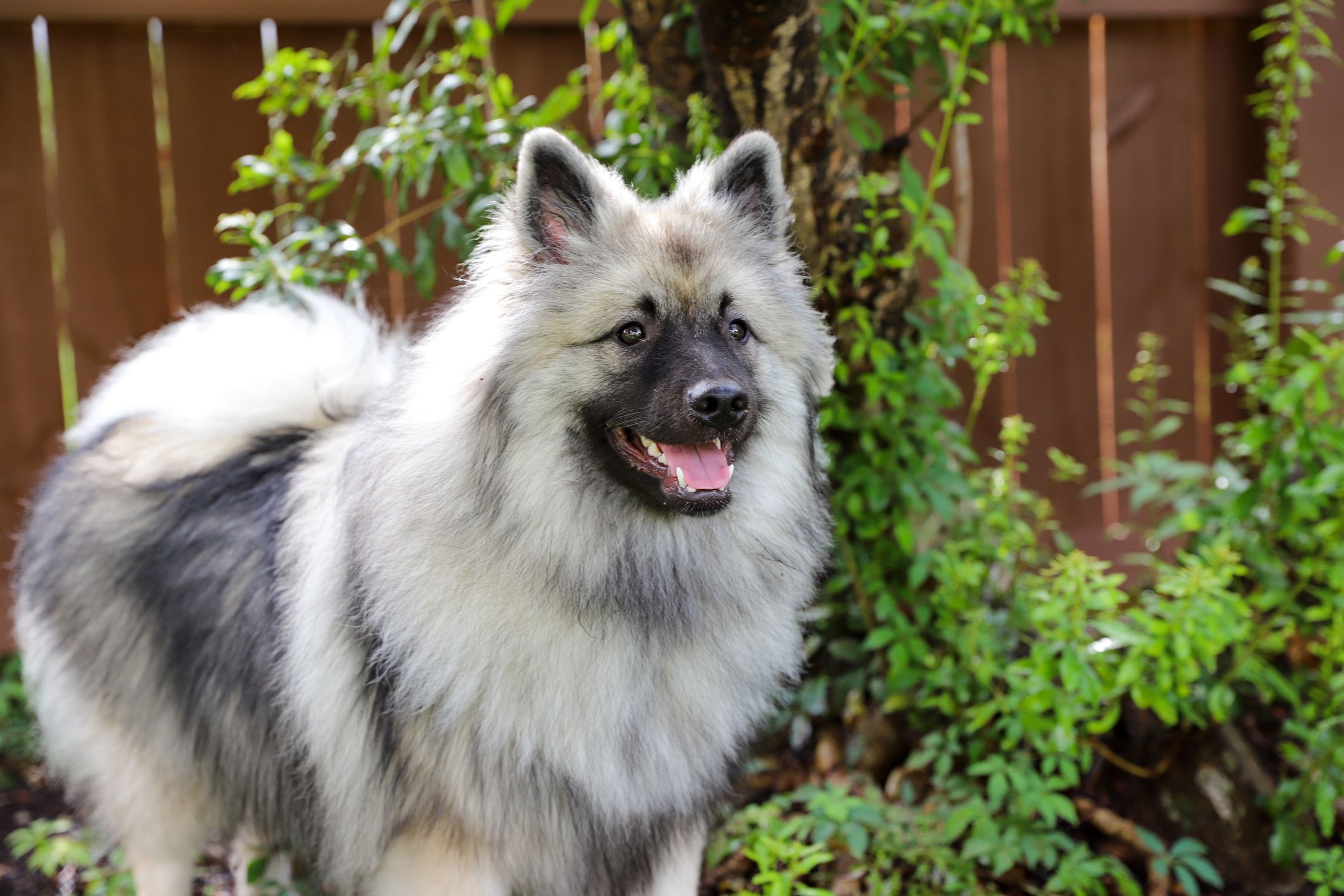 big fluffy dogs that look like bears