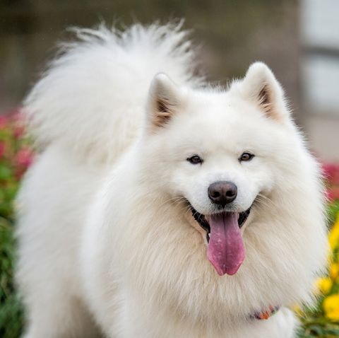 8 Dogs That Look Like Chow Chow, Samoyed, and More