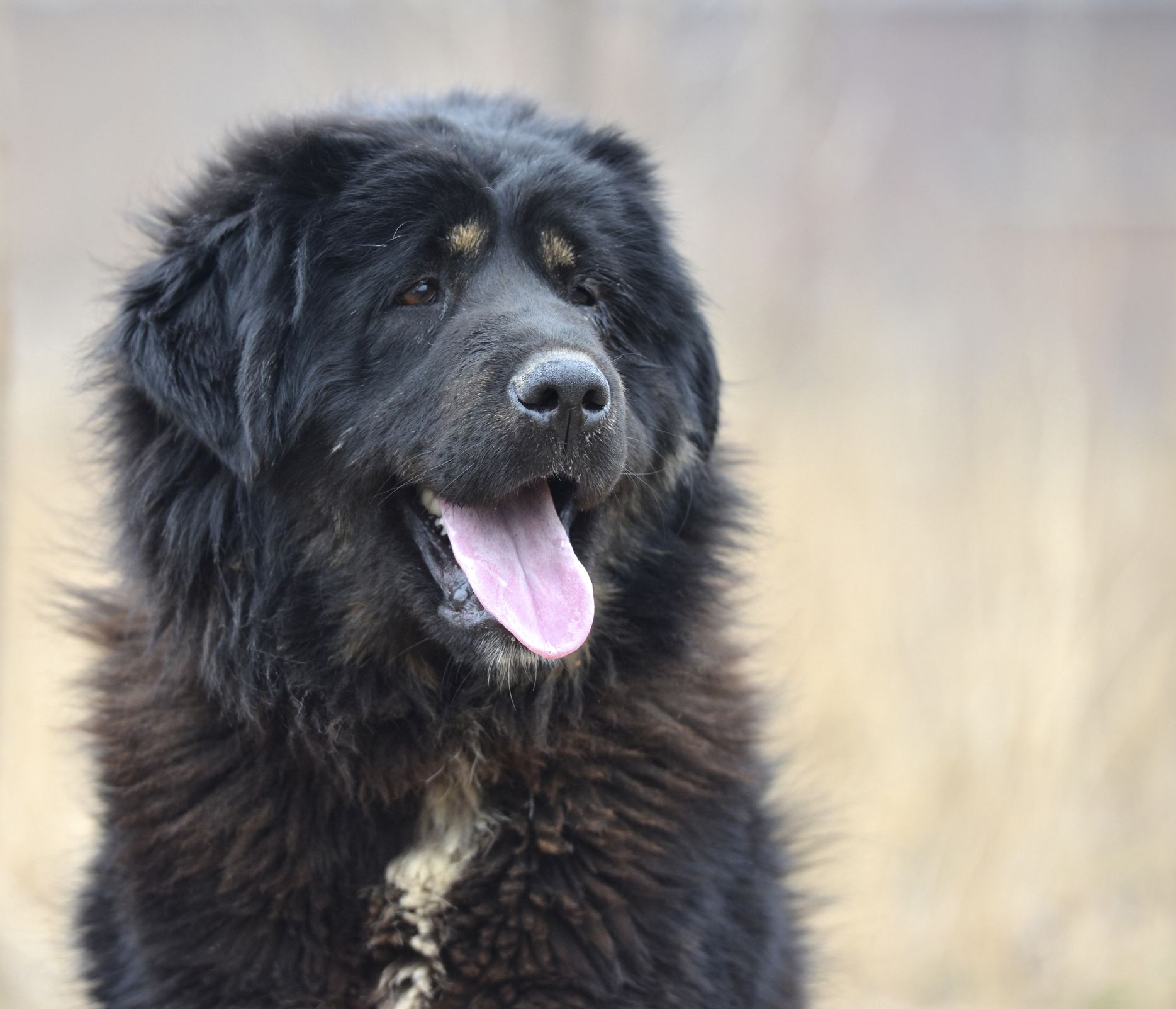 big fluffy dogs that look like bears