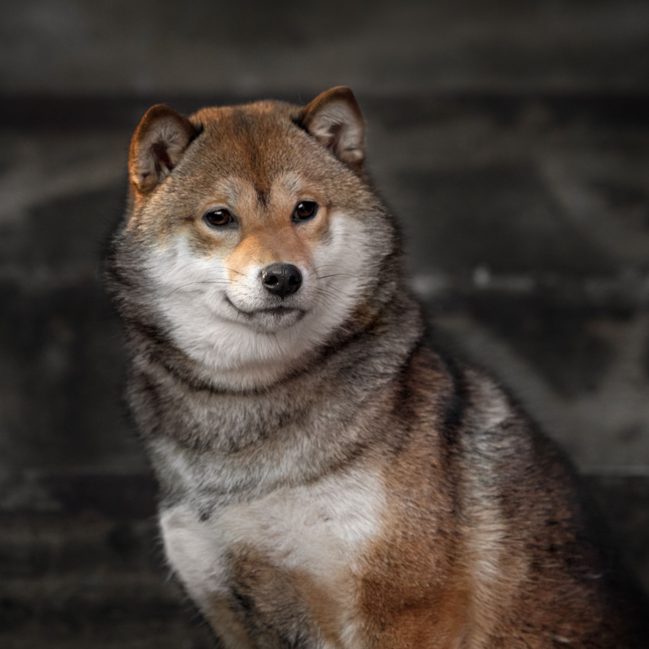 what are the dogs that look like foxes