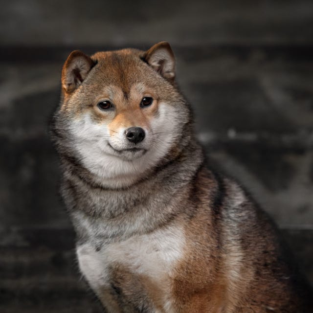 Shiba Inu Akita Corgi