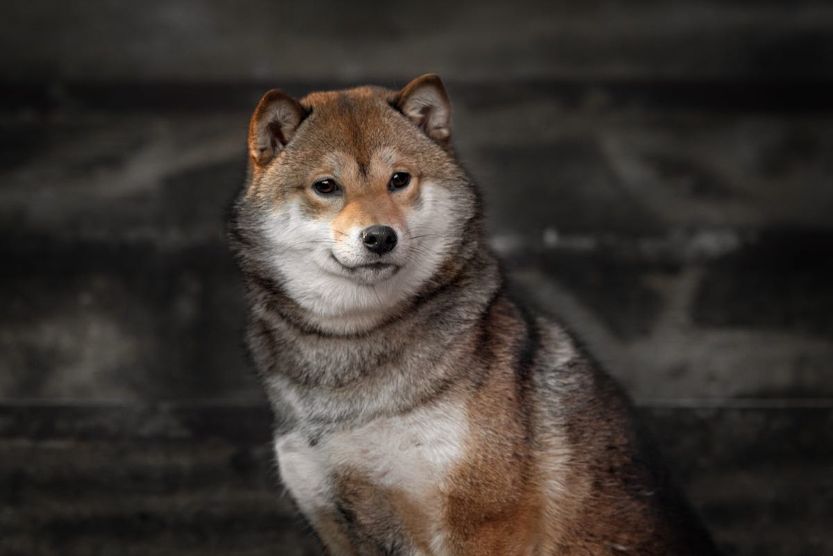 13 Dogs That Look Like Foxes Shiba Inu Akita Inu Pembroke