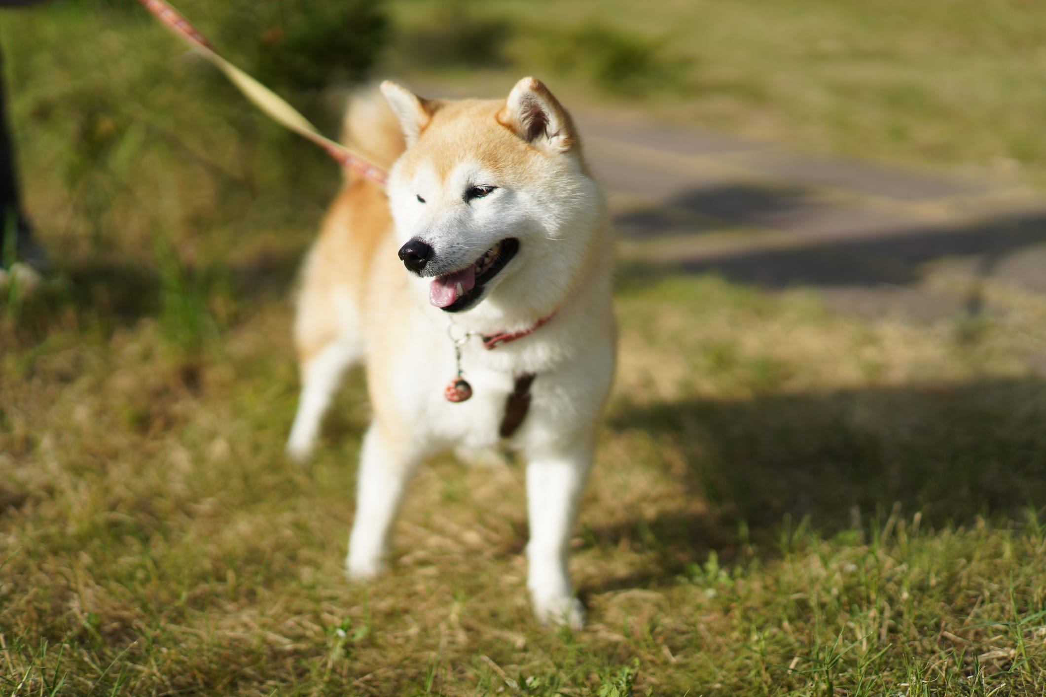 a dog that looks like a large shiba inu