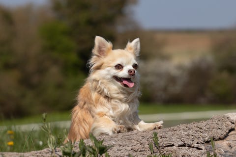 13 Dogs That Look Like Foxes Shiba Inu Akita Inu Pembroke Welsh