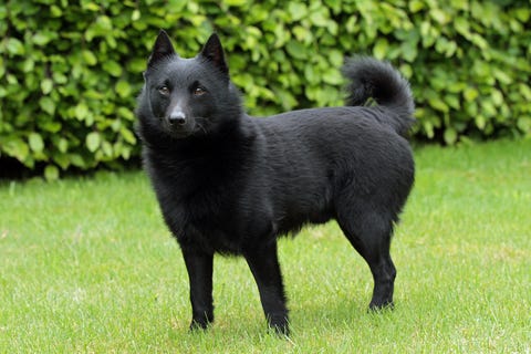 13 Dogs that Look Like Foxes: Shiba Inu, Akita Inu, Pembroke Welsh ...