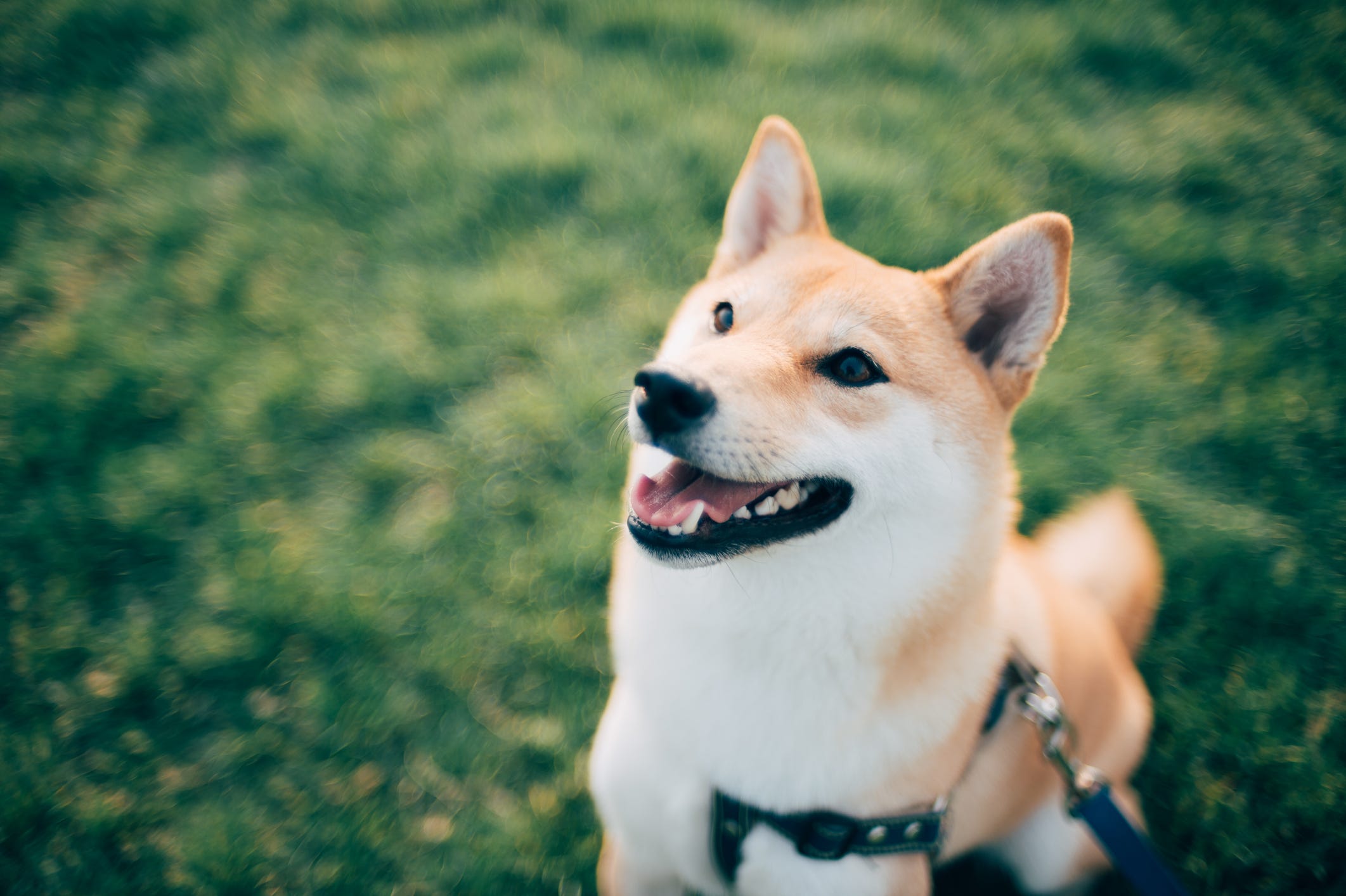 a dog that looks like a large shiba inu