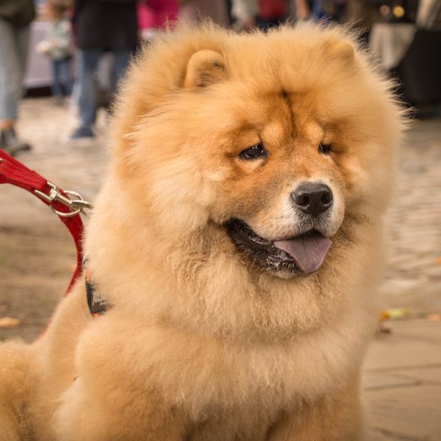 dogs that look like lions