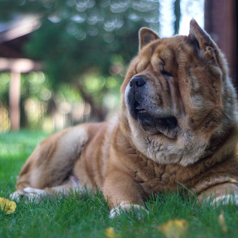 7 Dogs That Look Like Lions Chow Chow Pekingese And More