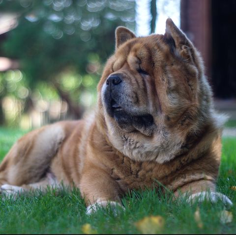 dogs that look like lions