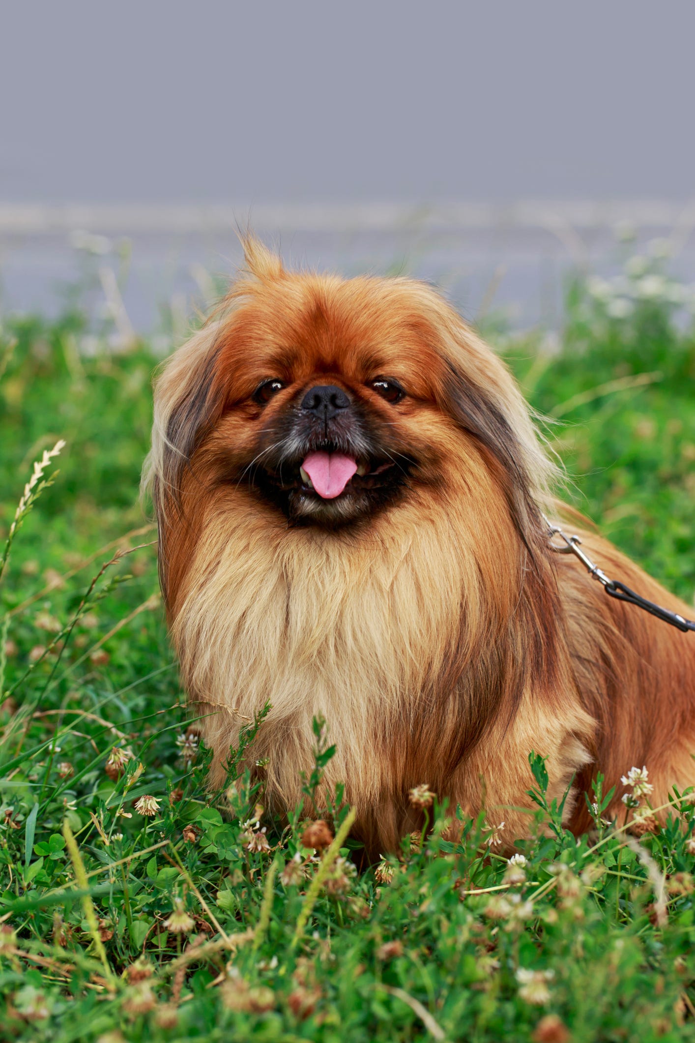 what breed is known as a lion dog