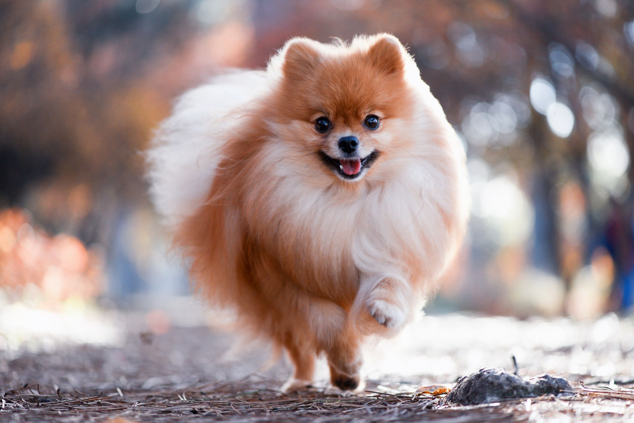 7 Dogs That Look Like Lions: Chow Chow 