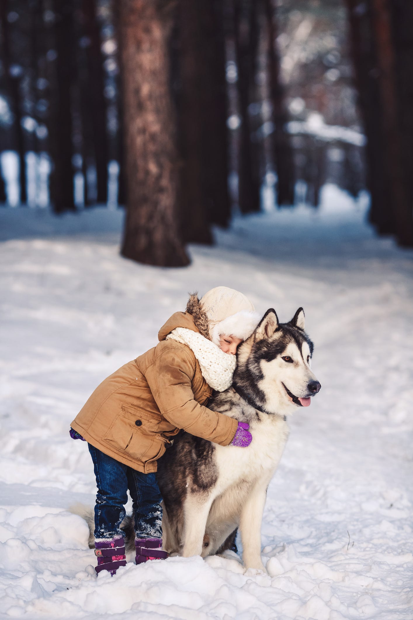 are huskies related to arctic wolves